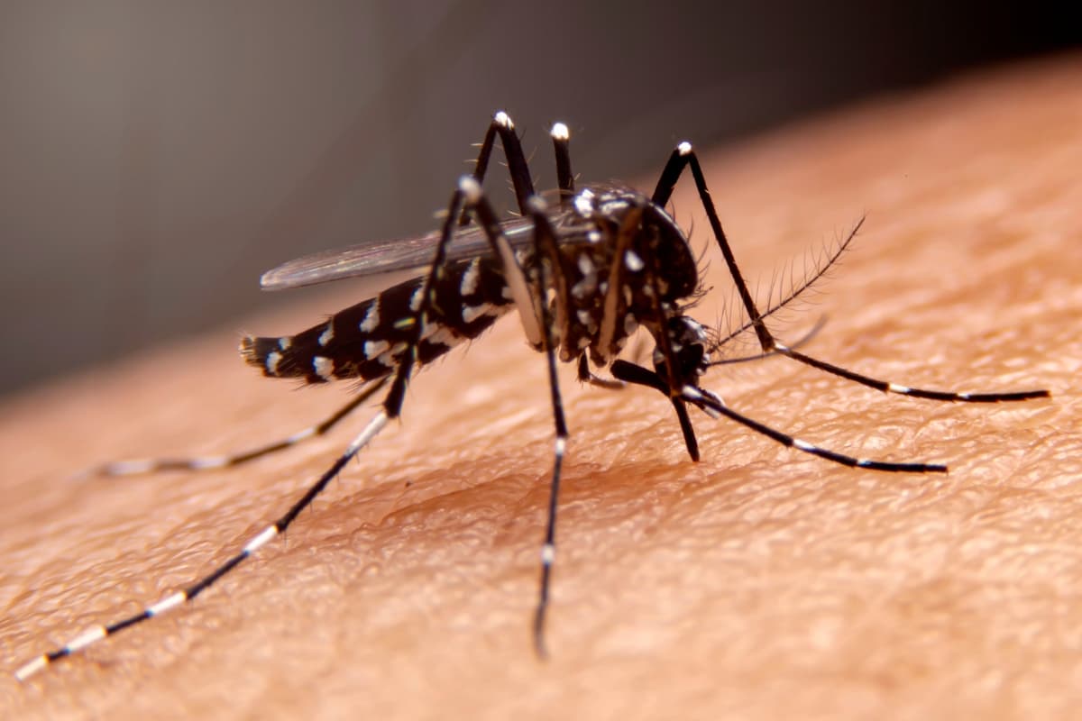 Paludisme et leptospirose à La Réunion : attention à la hausse !
