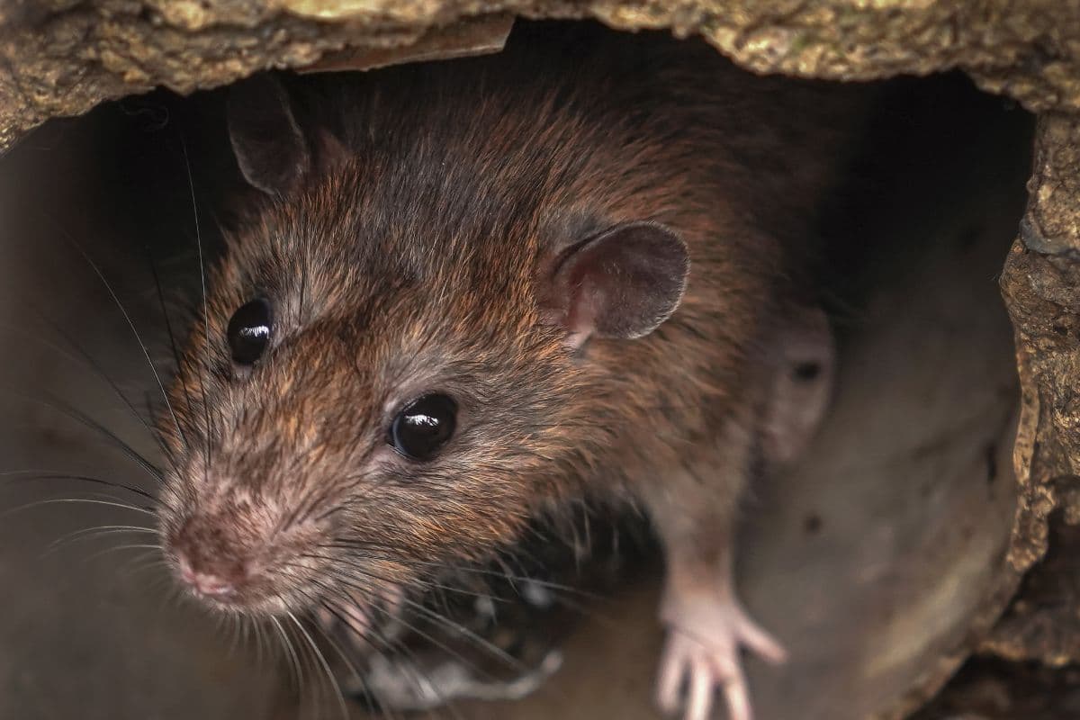 Epidémie de leptospirose à La Réunion : 119 cas et 1 décès depuis le début de l'année