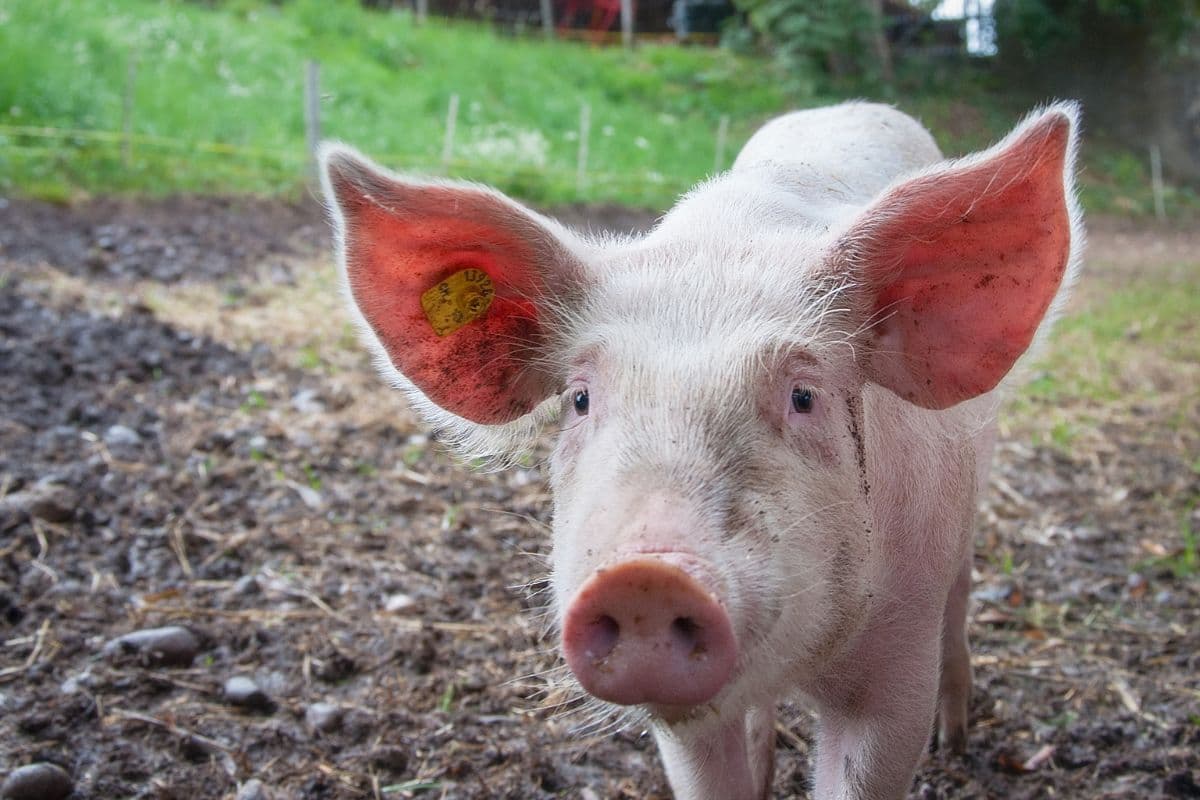 Décès du premier homme greffé d'un rein de porc