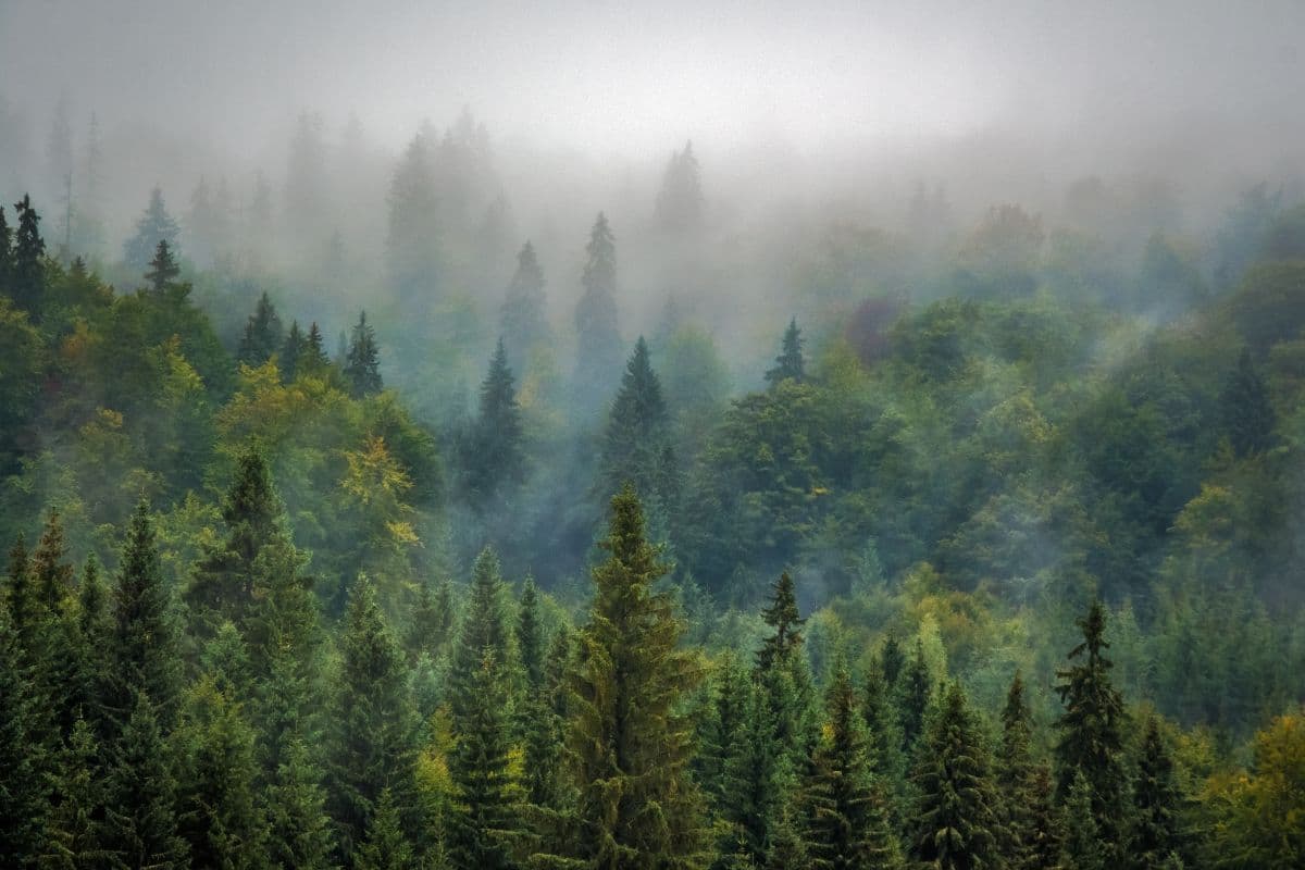 La Réunion se pare de vert pour la Fête de la Nature 2024 !