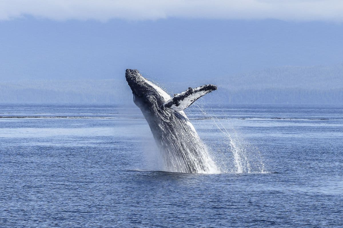 La saison des baleines est officiellement lancée à La Réunion !