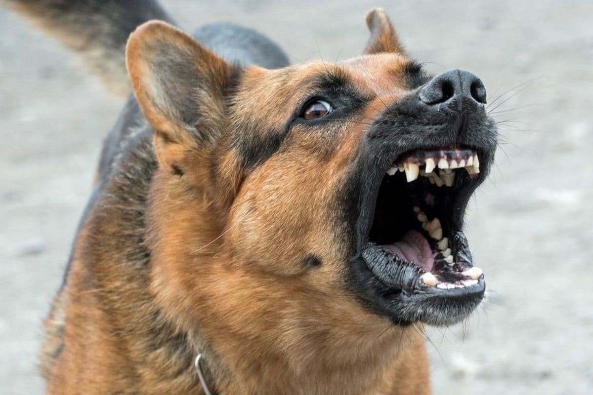 Un enfant de 4 ans attaqué par un chien lors de la Fête des Mères