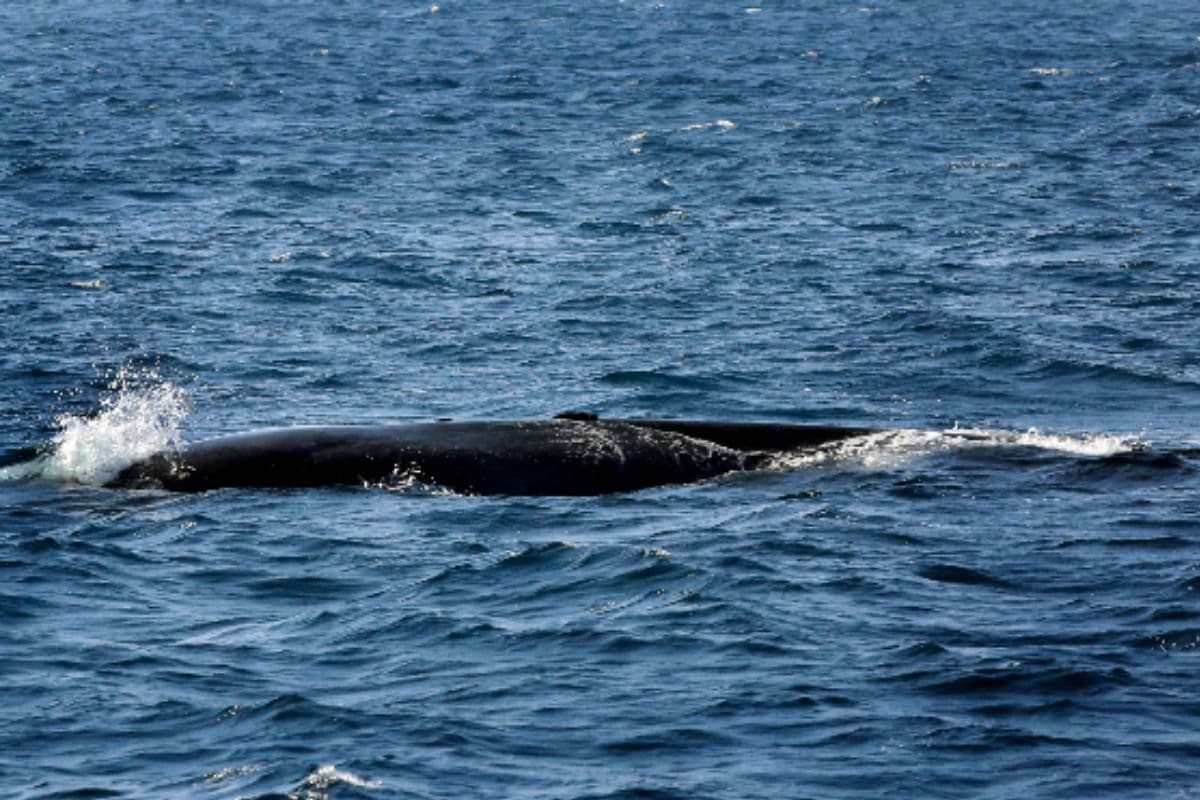 Corse : trois baleines échouées, une survit