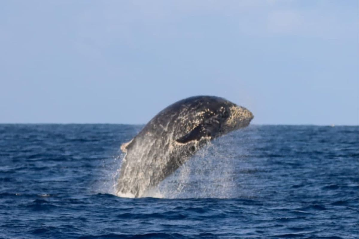 Alerte : une baleine à bosse enchevêtrée au large de Terre-Sainte