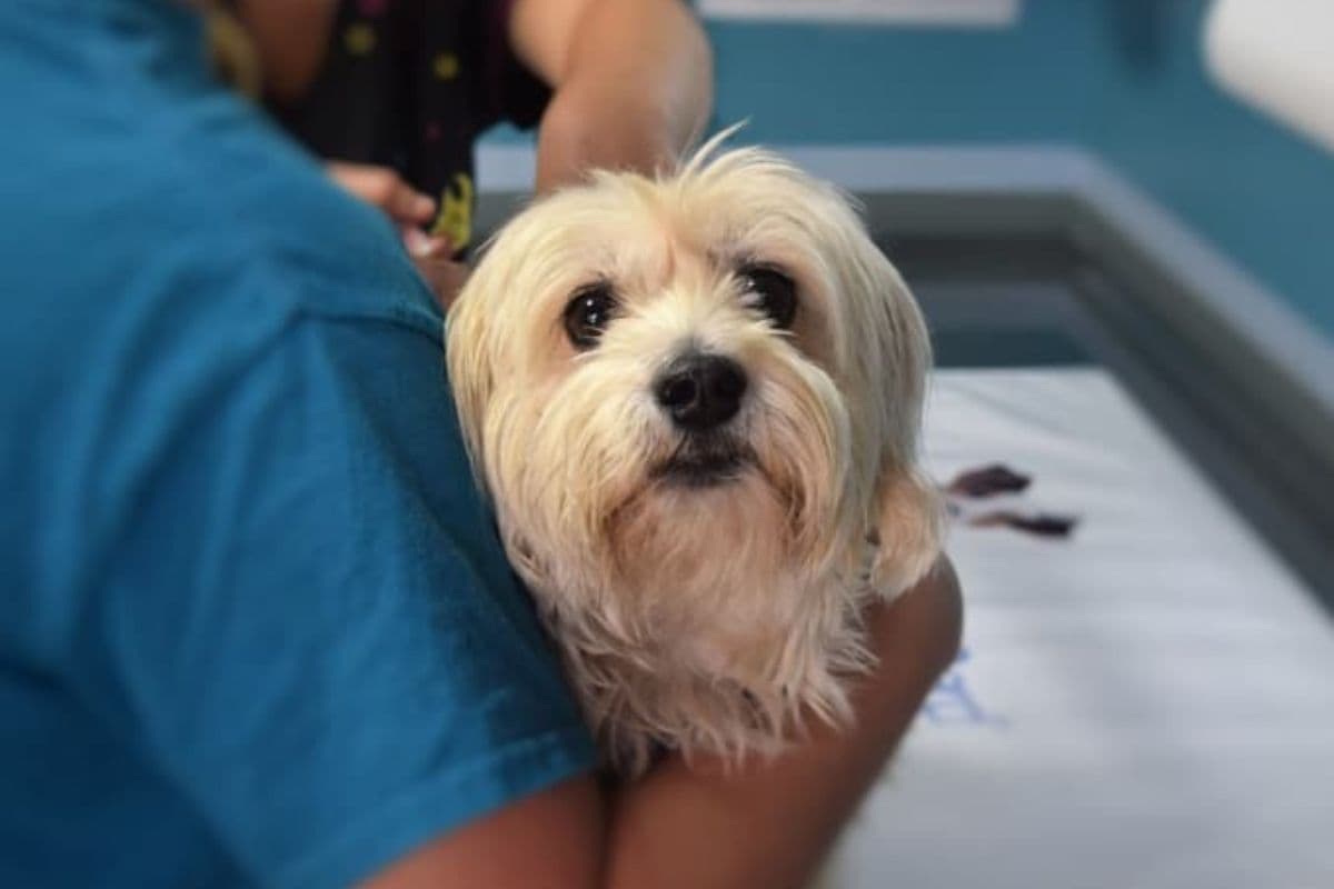 750 € d'amende si vous n'identifiez pas votre animal