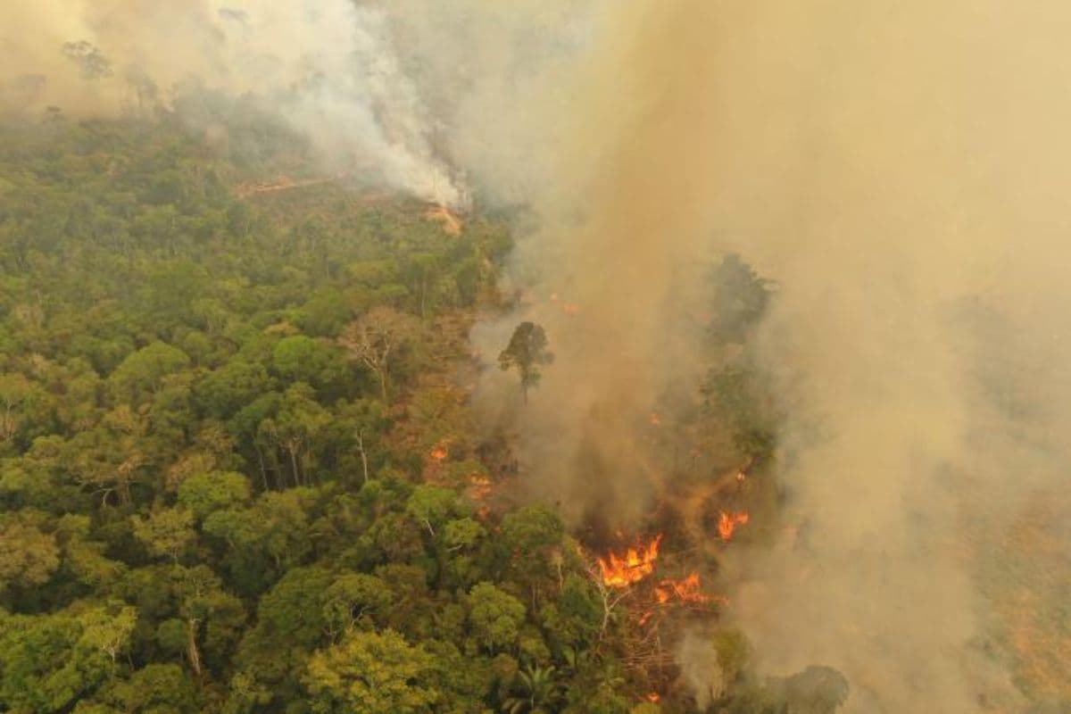 Les feux de forêt en Amazonie atteignent un record inquiétant en 2024