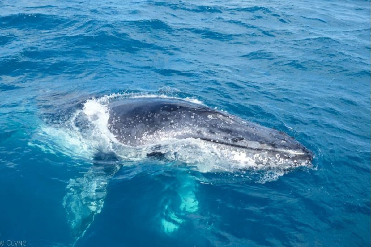 Australie: secours d'une baleine à bosse de 18 mètres emmêlée dans le Queensland