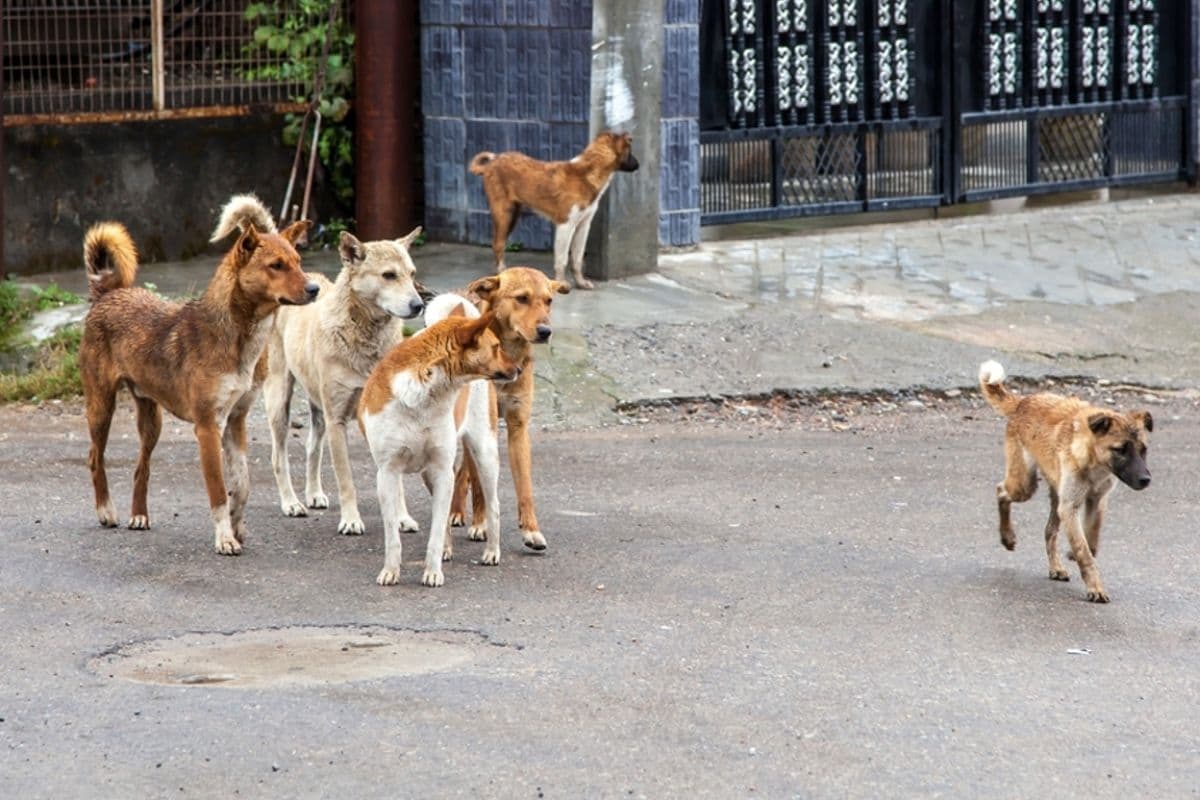 Attaque de chiens errants en forêt de L’Étang-Salé : l’inertie coupable de Matthieu Hoarau