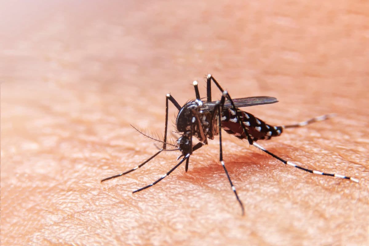 Chikungunya : nouveau cas à Saint-Louis
