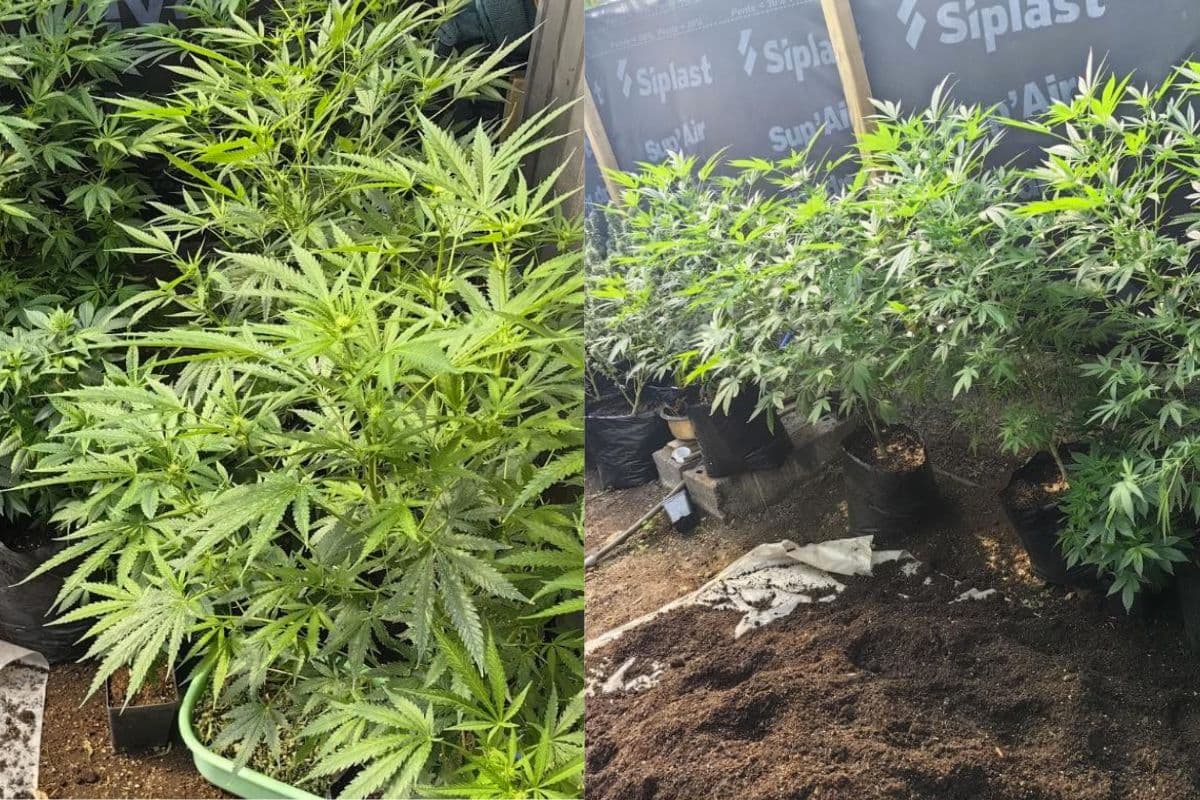 Saisie de 165 plants de cannabis à Saint-Denis