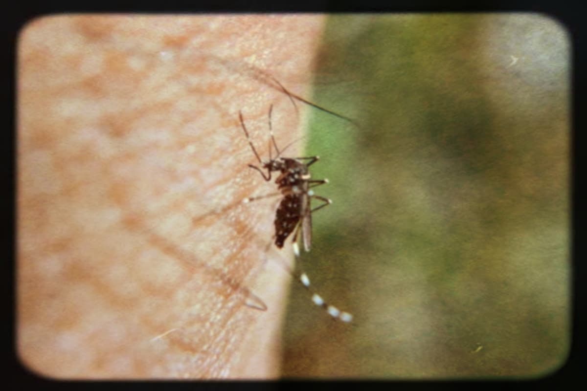Retour sur l’épidémie de chikungunya à La Réunion en 2005