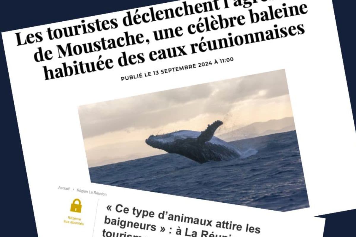 moustache baleine (1)