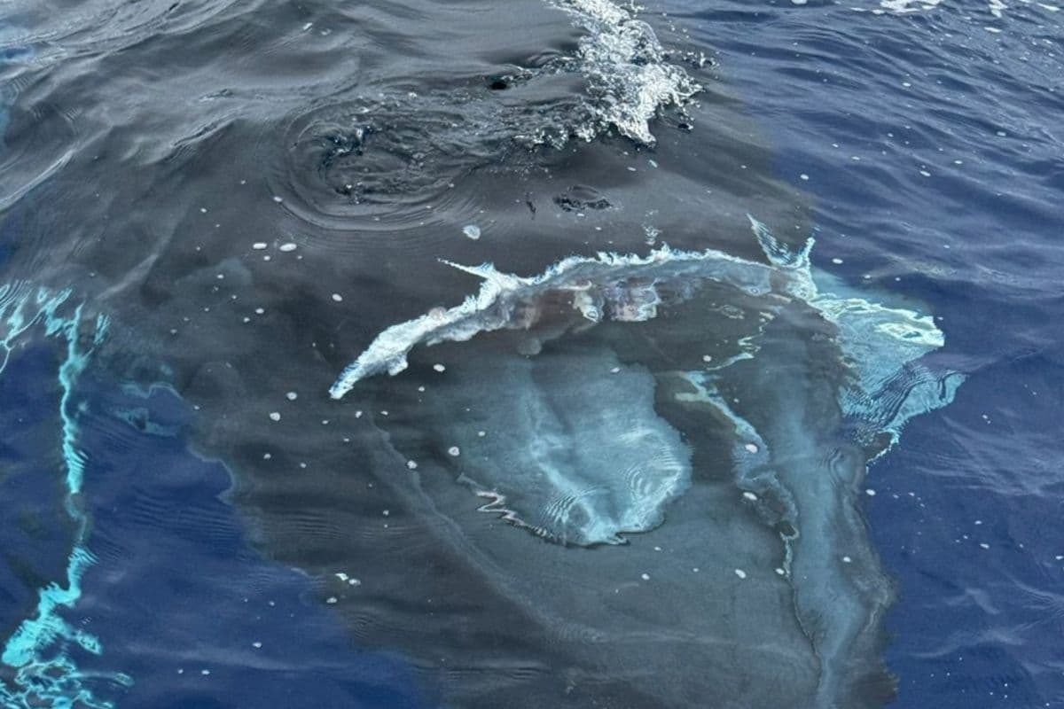 Baleine juvénile tuée par un navire à Tahiti