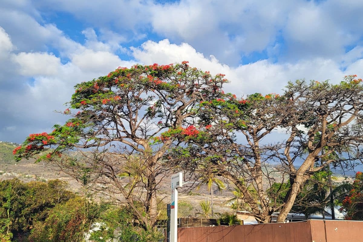 Les flamboyants en fleurs à La Réunion : un spectacle coloré de la nature