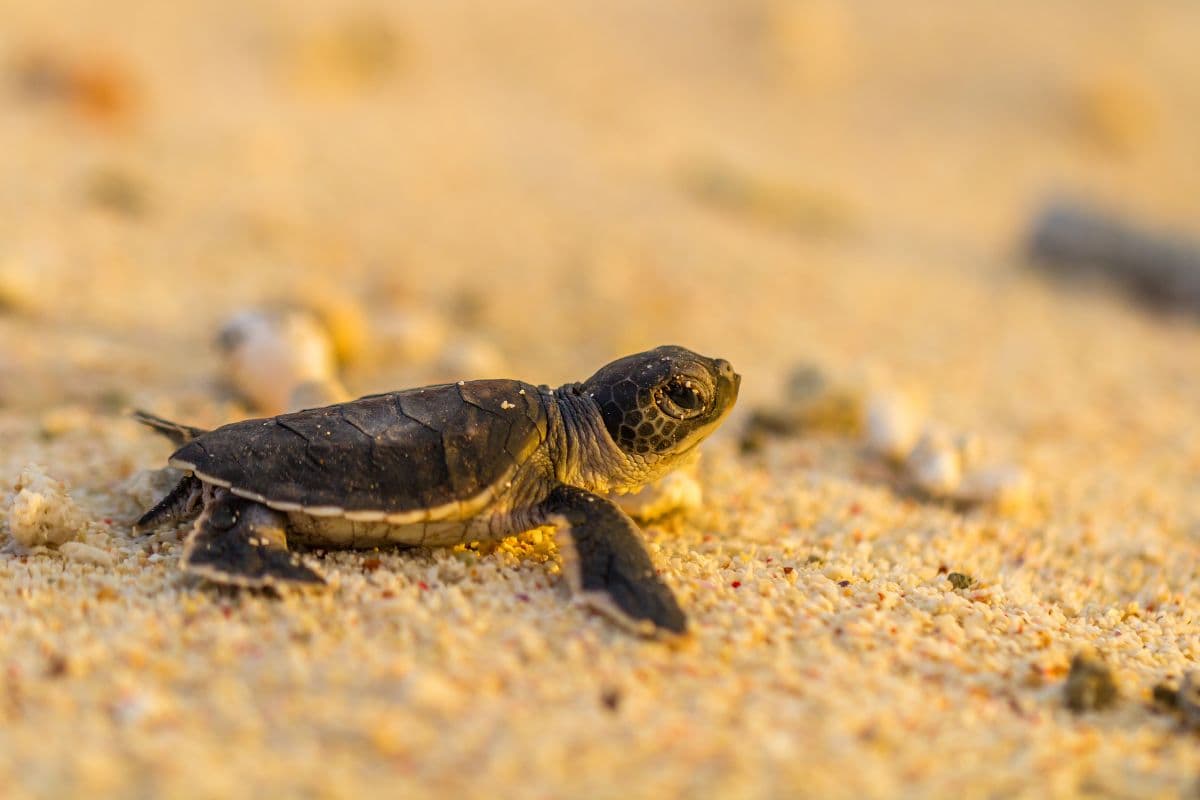 Des bébés tortues relâchées à Saint-Leu pour rejoindre l'océan
