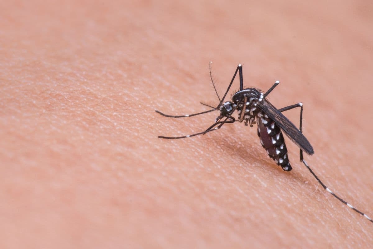 Quatre nouveaux cas de chikungunya détectés