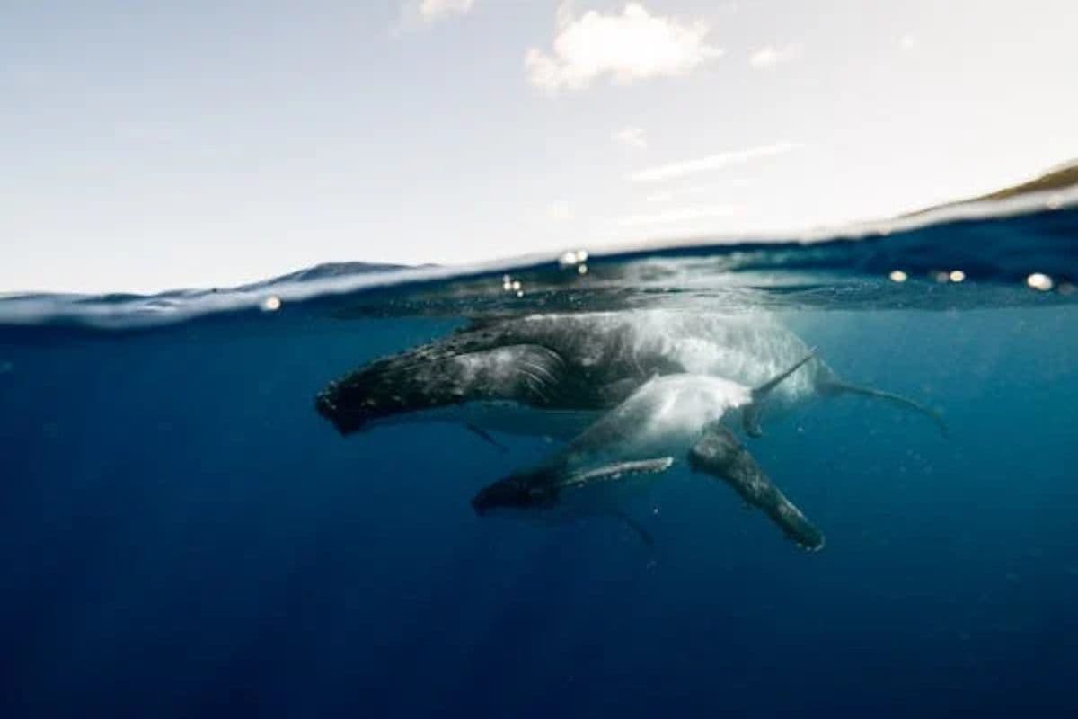 Une baleine et son baleineau observés près du Souffleur direction Saint-Leu