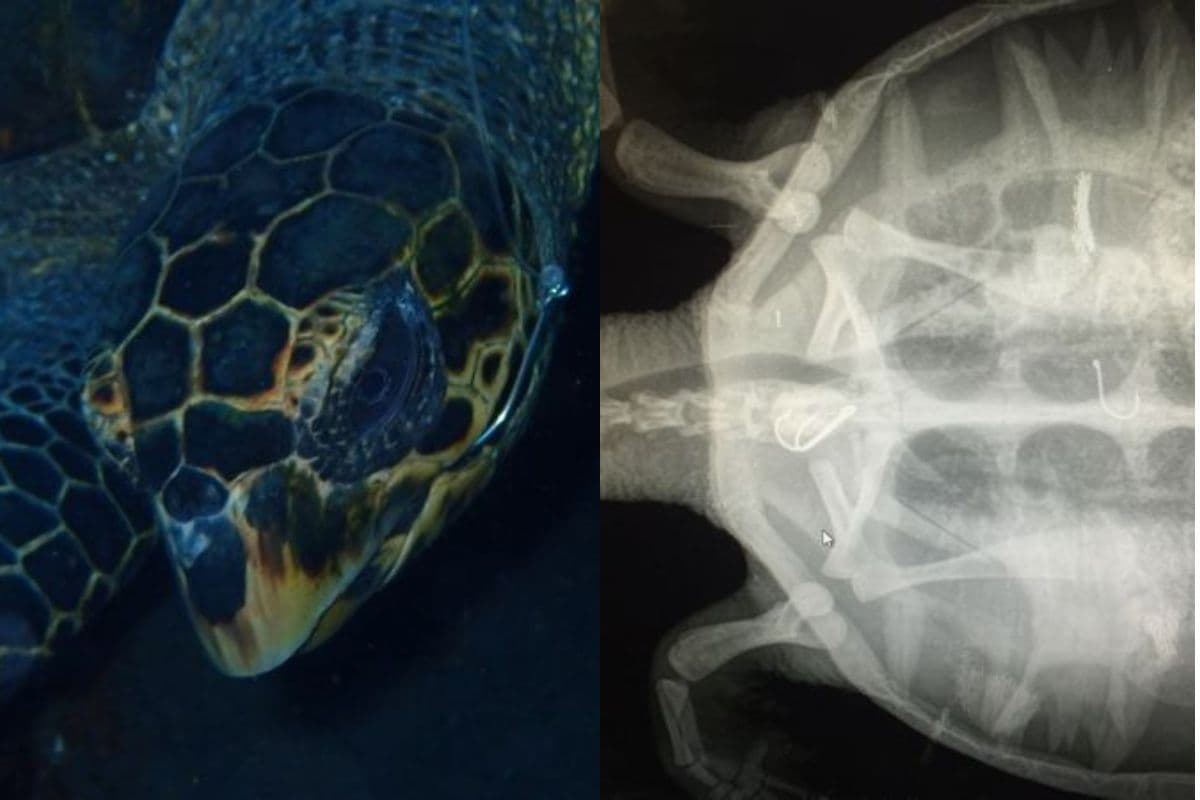 La tortue Honu face aux dangers de la pêche au Cap Lahoussay