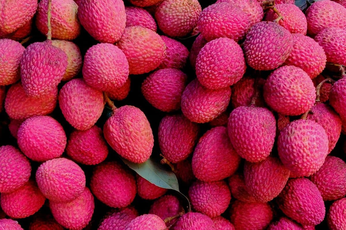 Les premiers letchis arrivent au marché du Chaudron à 20 euros le kilo