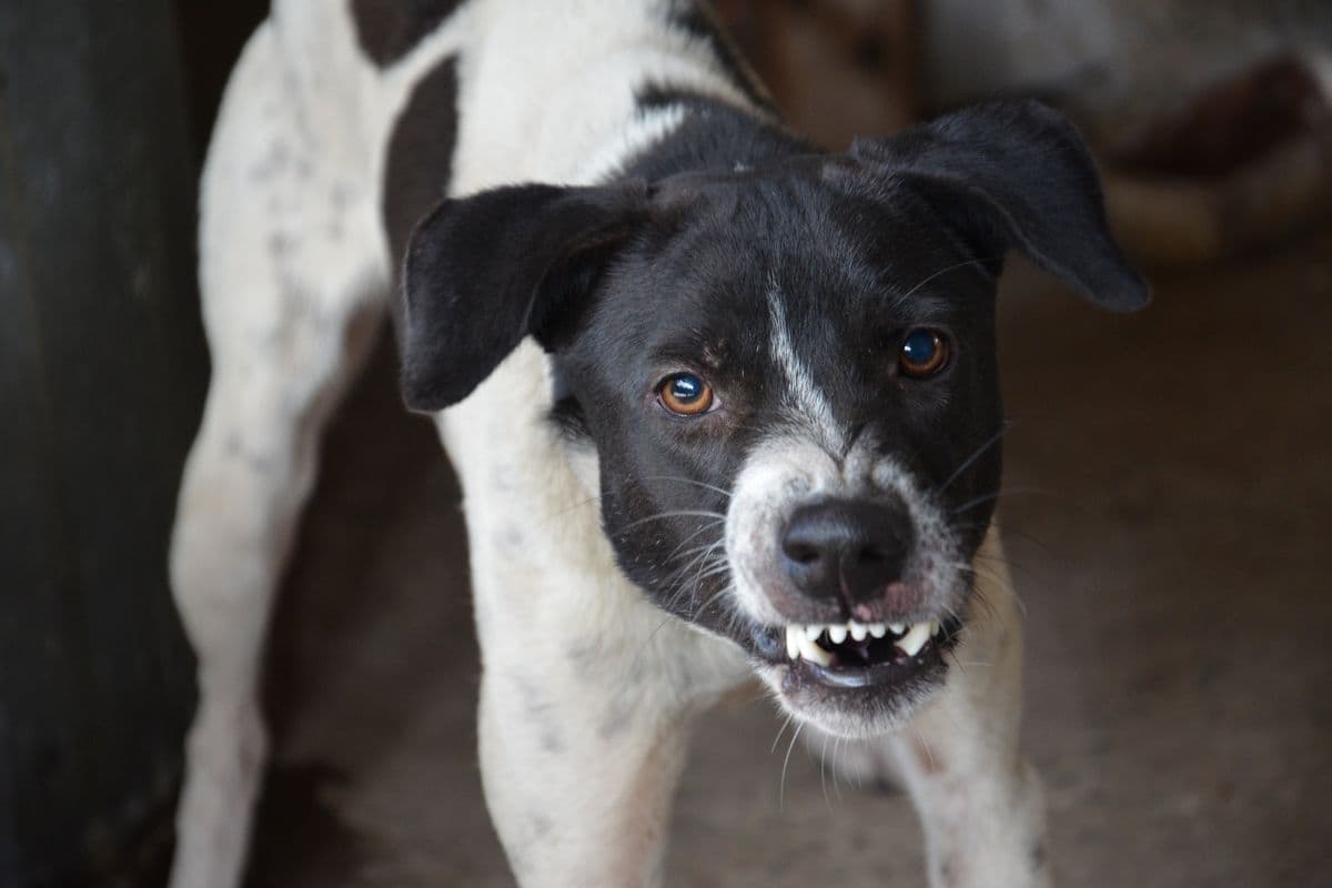 Sainte-Marie un chien errant mord un passant