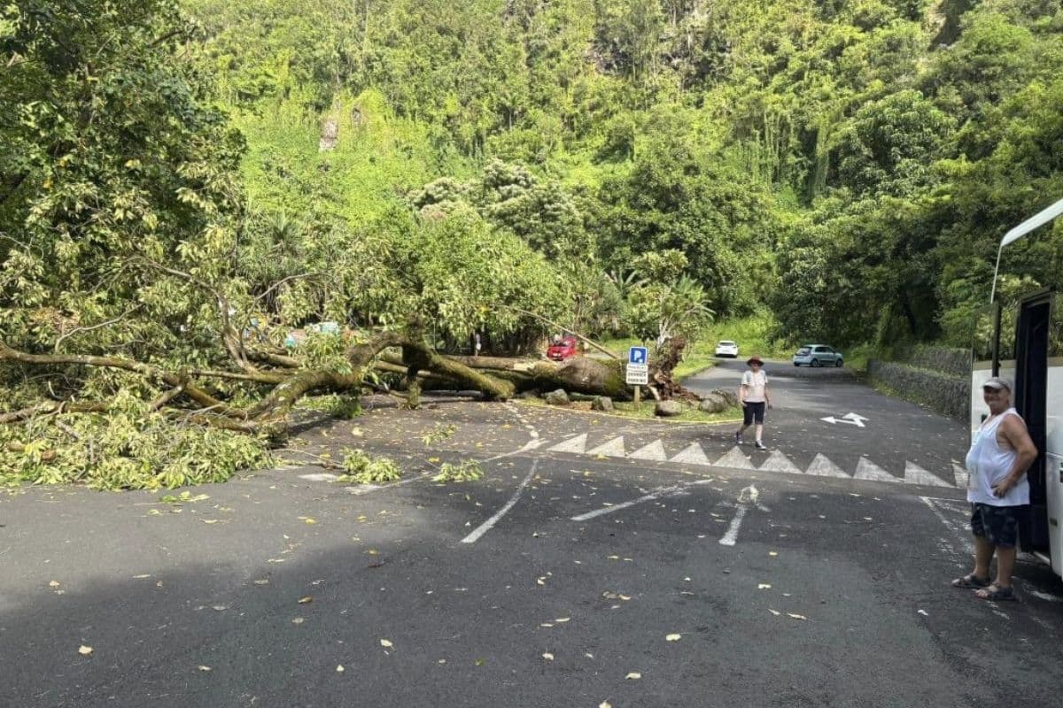 Le Bancoulier de l'Anse des Cascades à Saint-Rose s'effondre après des années de majesté