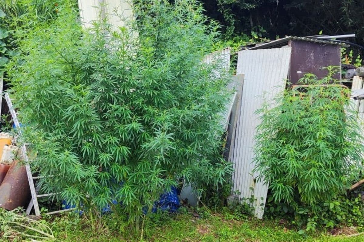 Saisie de 373 pieds de zamal à Saint-Leu