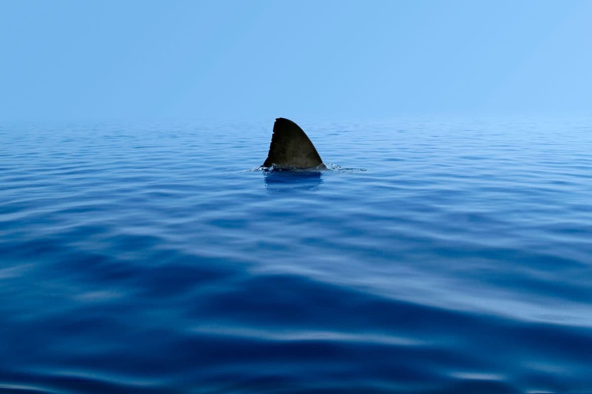 Un requin aperçu au large de Saint-Pierre hier matin