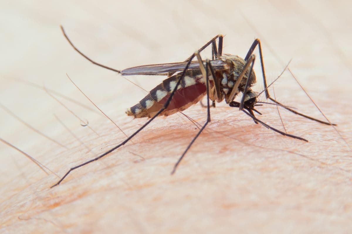 Épidémie de chikungunya à La Réunion avec 1766 cas signalés
