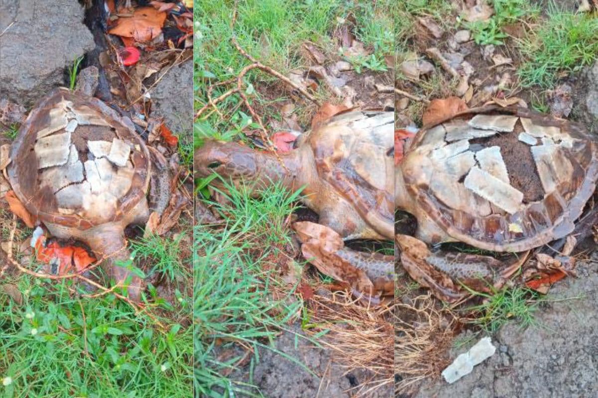 Une tortue retrouvée au Chaudron après les inondations