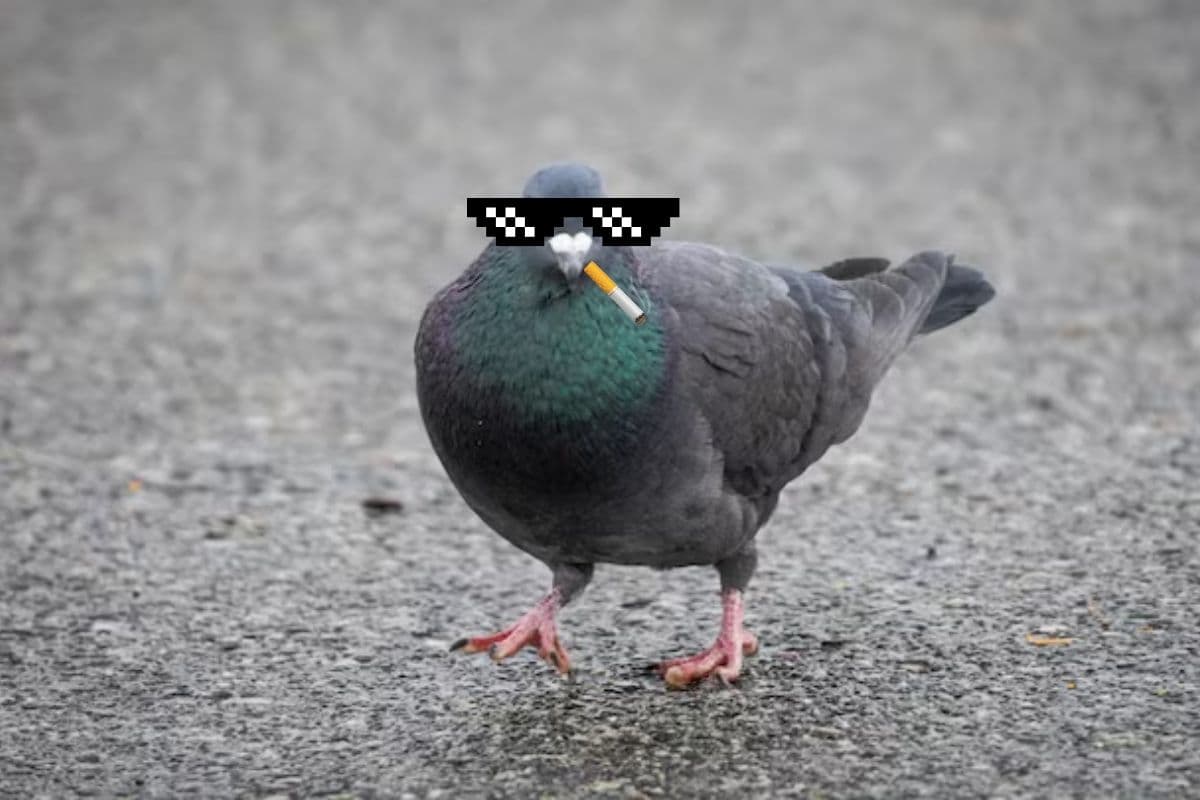 Un pigeon dealer : l’histoire vraie qui fait planer la police