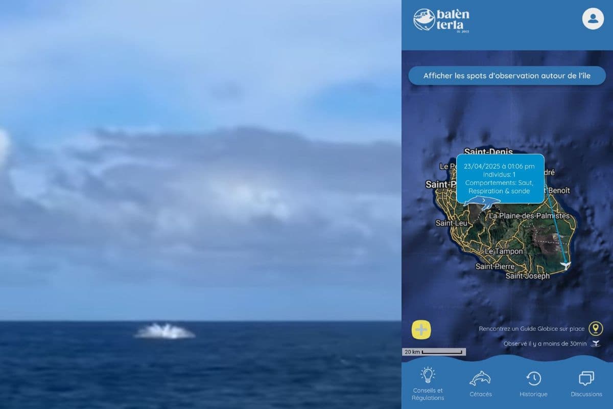 Baleines à bosse à La Réunion : première observation confirmée pour la saison 2025