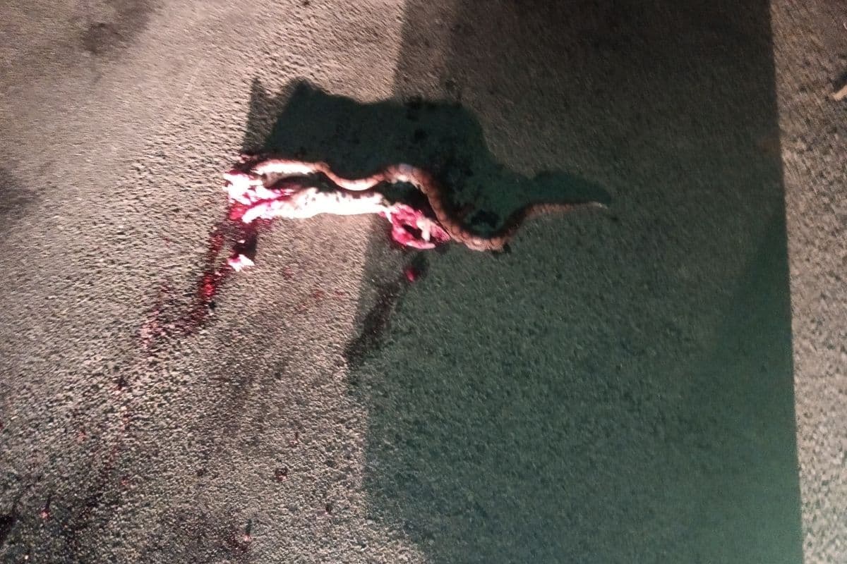 Tampon : un boa arc-en-ciel retrouvé mort