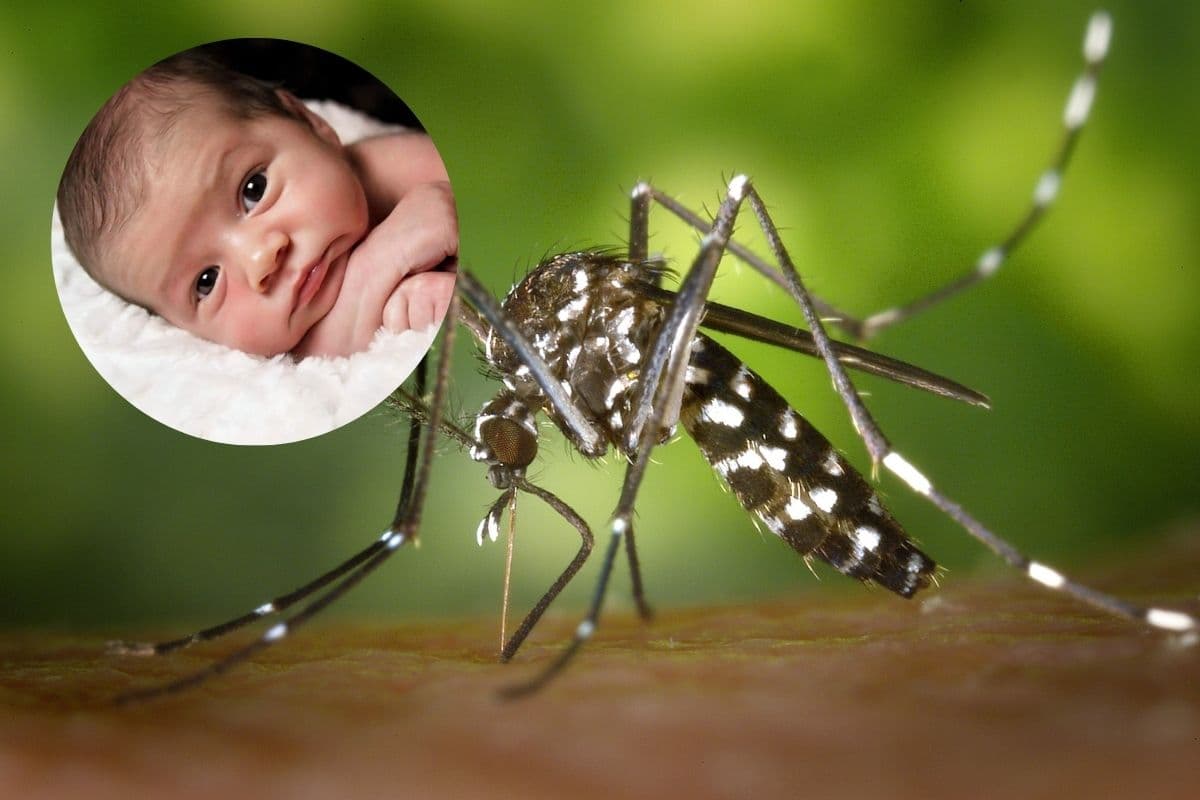 Épidémie de chikungunya à La Réunion : un nourrisson aurait succombé à la maladie selon une déclaration lors de la visite présidentielle