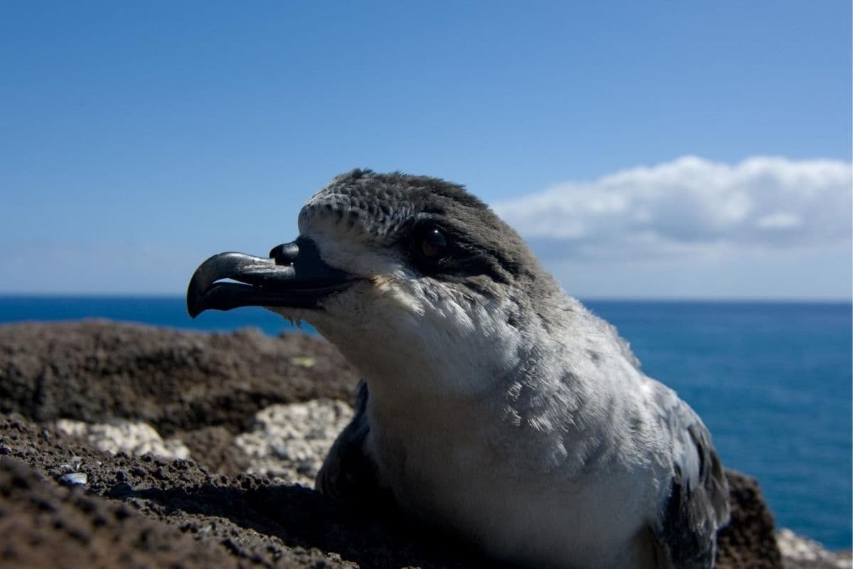 petrel
