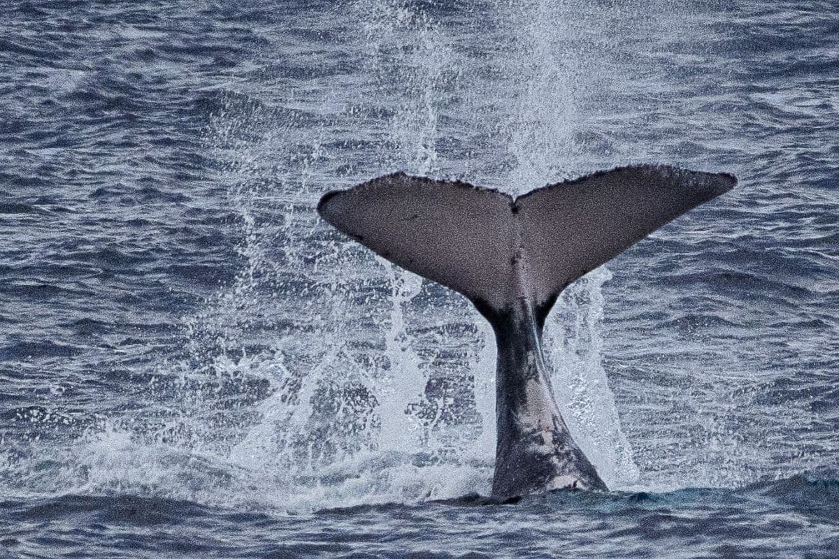 Kodal : photographiez, identifiez et donnez un nom à votre baleine à bosse !