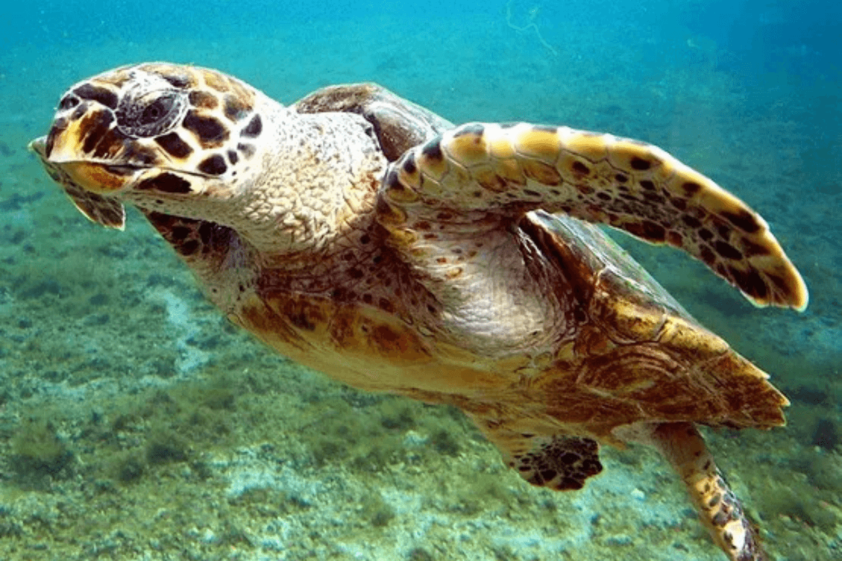 Saint-Leu : Kélonia ouvre ses portes pour sensibiliser à la préservation des tortues marines
