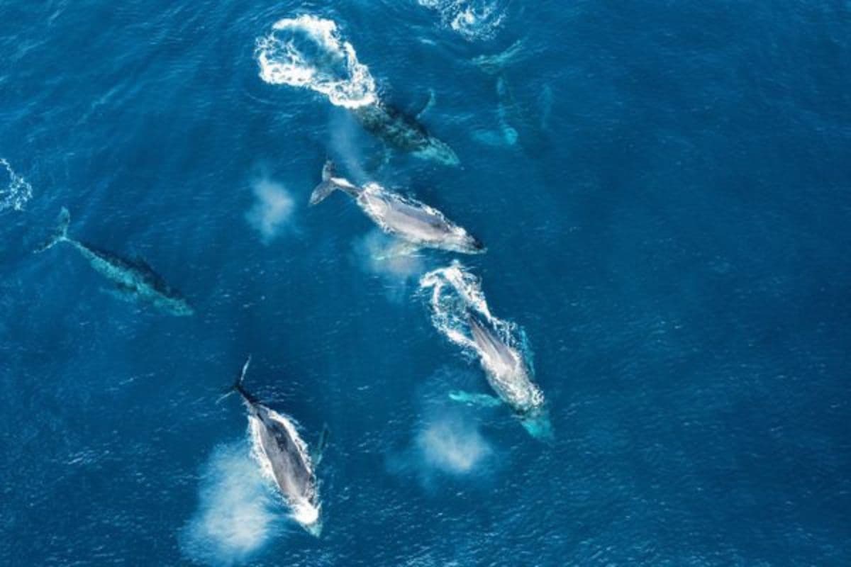 🐋 Le retour des baleines : où les observer en ce moment à La Réunion ?