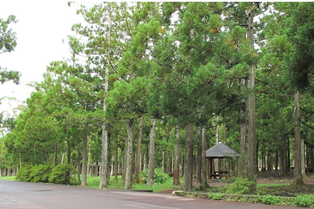 Les secrets de la forêt de Bébour-Bélouve : un joyau naturel au cœur de La Réunion