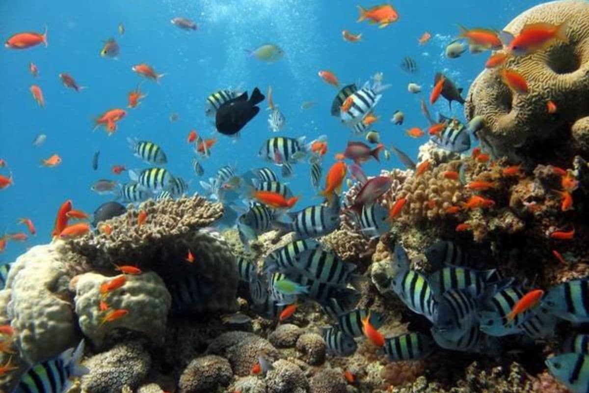 Disparition des poissons dans nos lagons : faut-il s’inquiéter pour l’avenir du récif réunionnais ?
