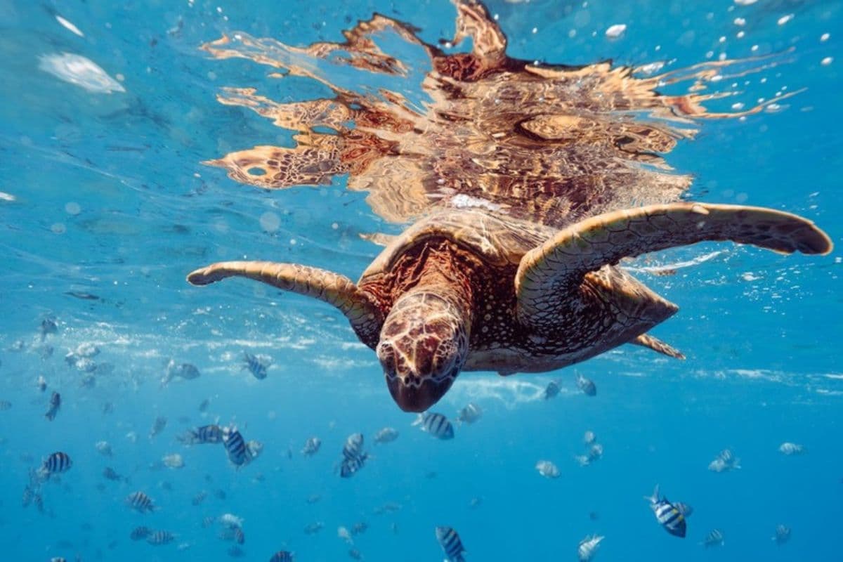 Les tortues marines : des géantes paisibles au large de La Réunion