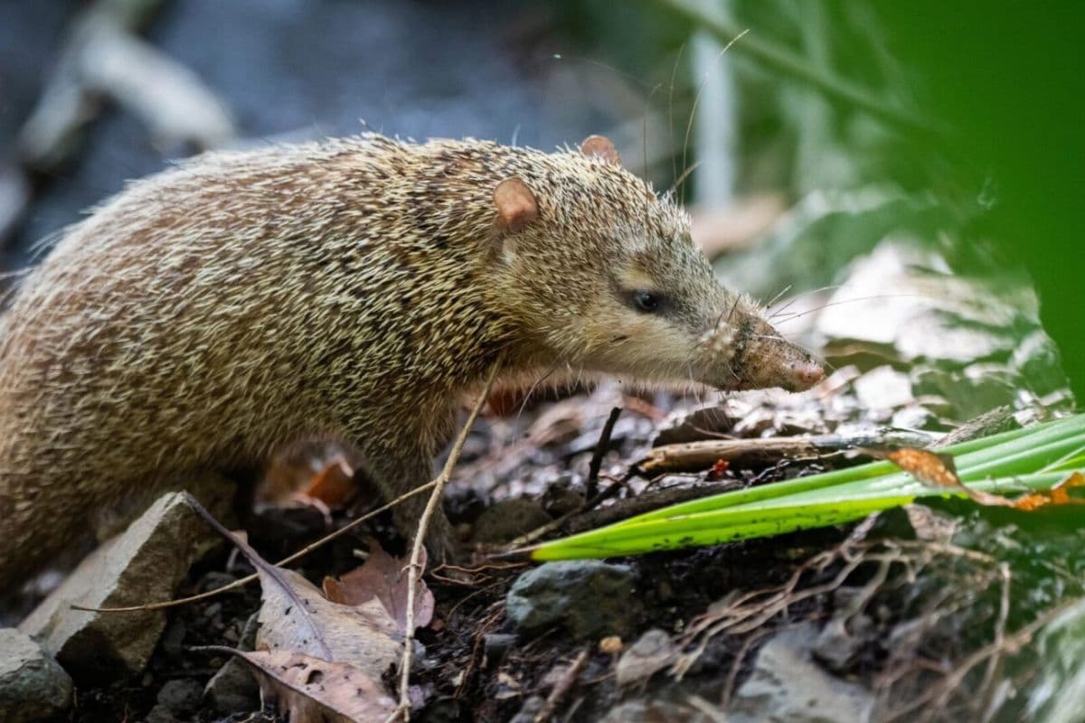 Le Tangue : ce petit mammifère emblématique que l'on croise de moins en moins à La Réunion