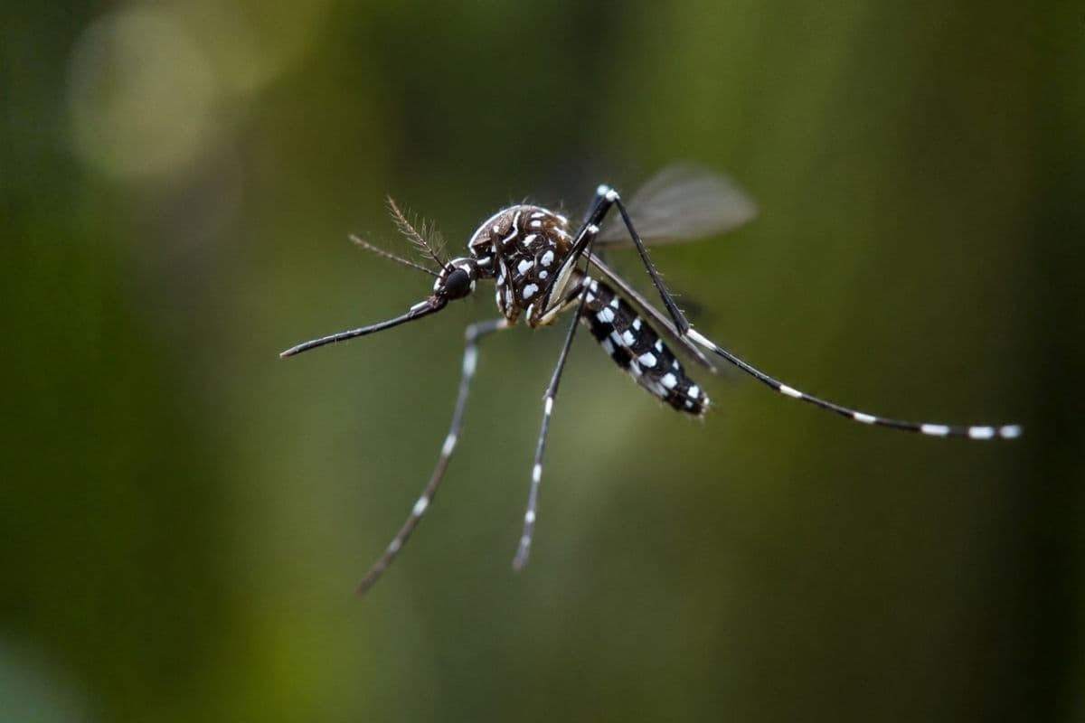 Dengue et chikungunya : aucune circulation active à La Réunion