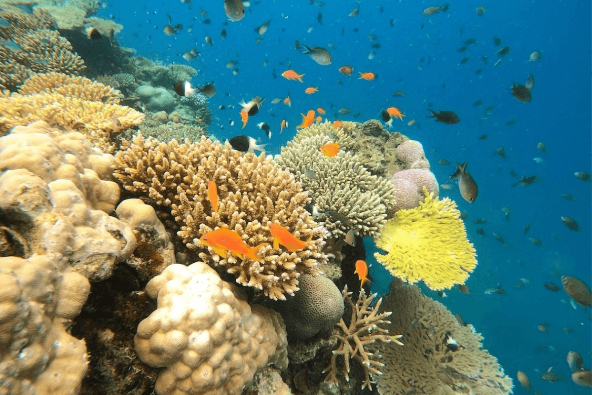 Sous la surface, un autre monde : la biodiversité marine de La Réunion en danger