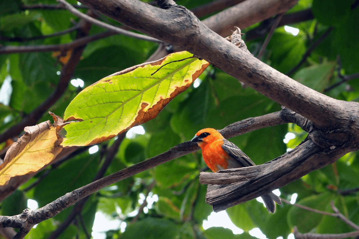La Réunion face au défi de l’urbanisation : jusqu’où protéger ses espaces naturels ?
