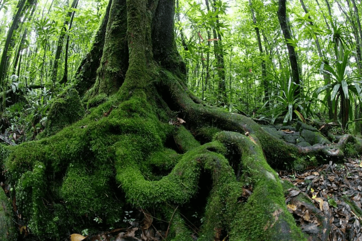 À La Réunion, les forêts sèches cherchent une seconde vie