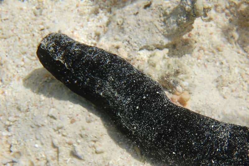 chenille-de-mer