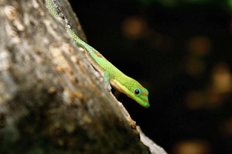 gecko-vert-de-bourbon