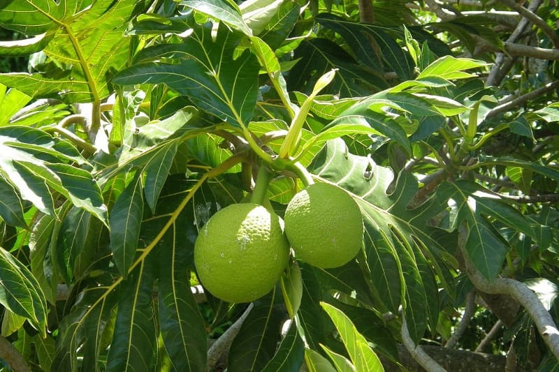 fruit-a-pain