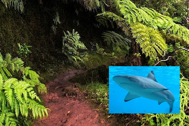 requin-tourisme-vert