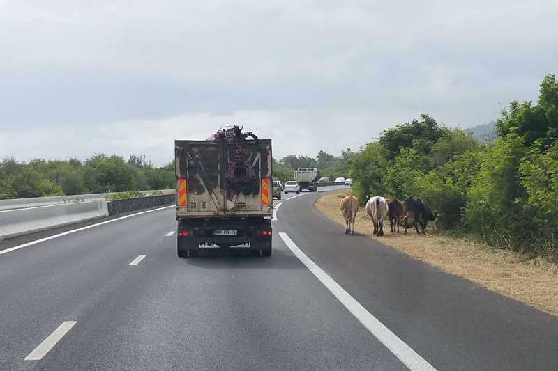 boeufs-sur-la-route-la-reunion